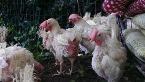 14034700_888234694614545_7740680755231221995_n